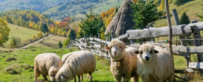 pecore-pascolo-montagna-romania