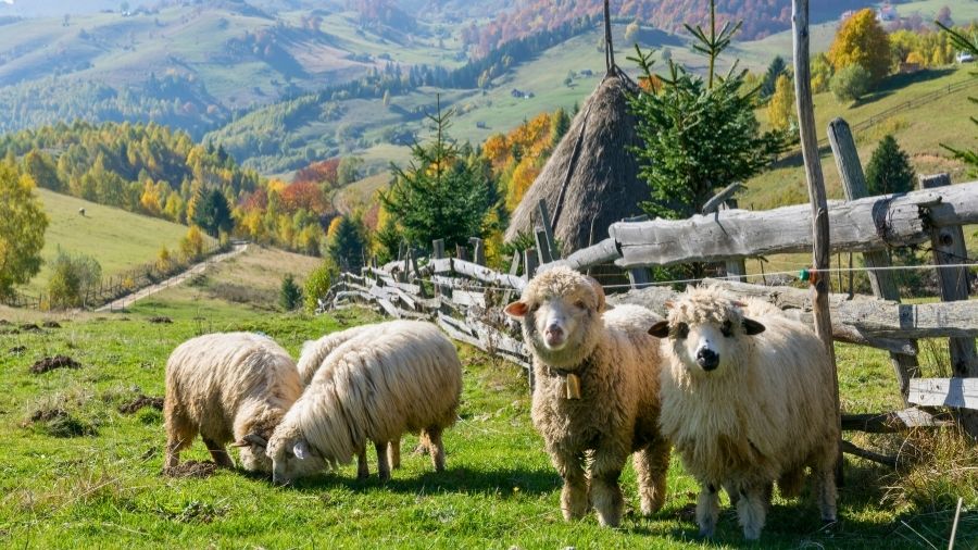 pecore-pascolo-montagna-romania