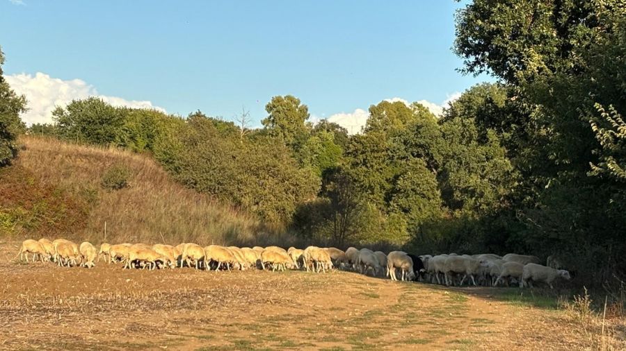 pecore-sarde-pascolo
